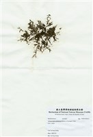 藏品(網狀球枝藻)的圖片